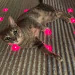 Katzen lieben Healymat