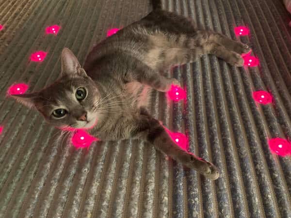 Katzen lieben Healymat