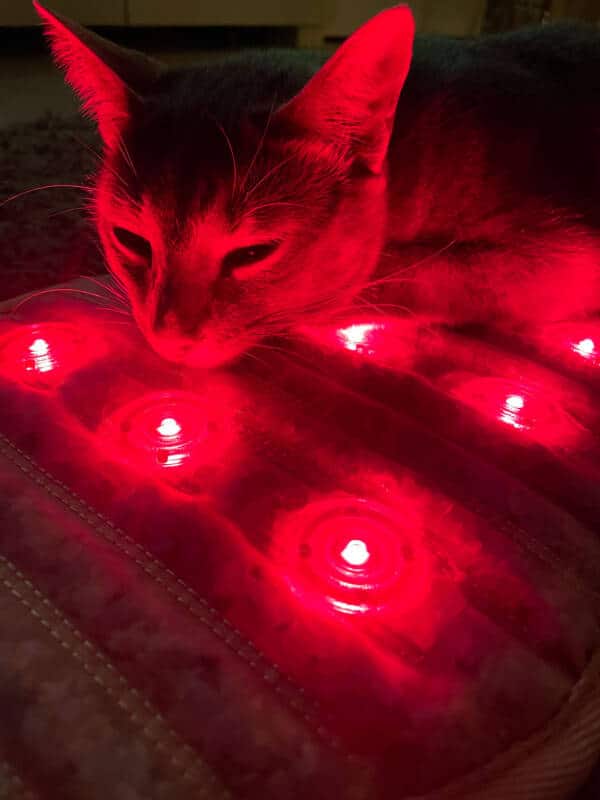 magentfeldtherapie tiere katze hund pferd